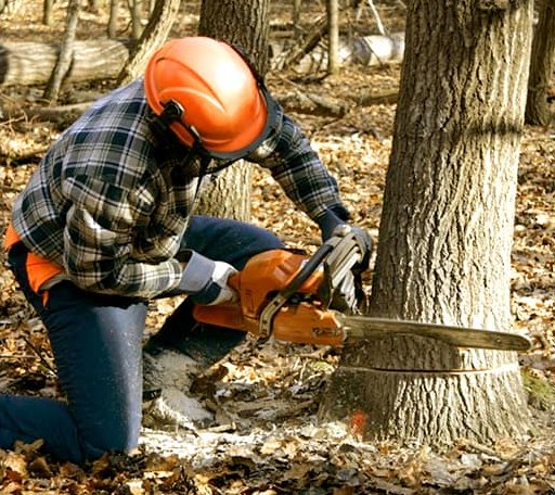 Tree Removal in Elora, TN